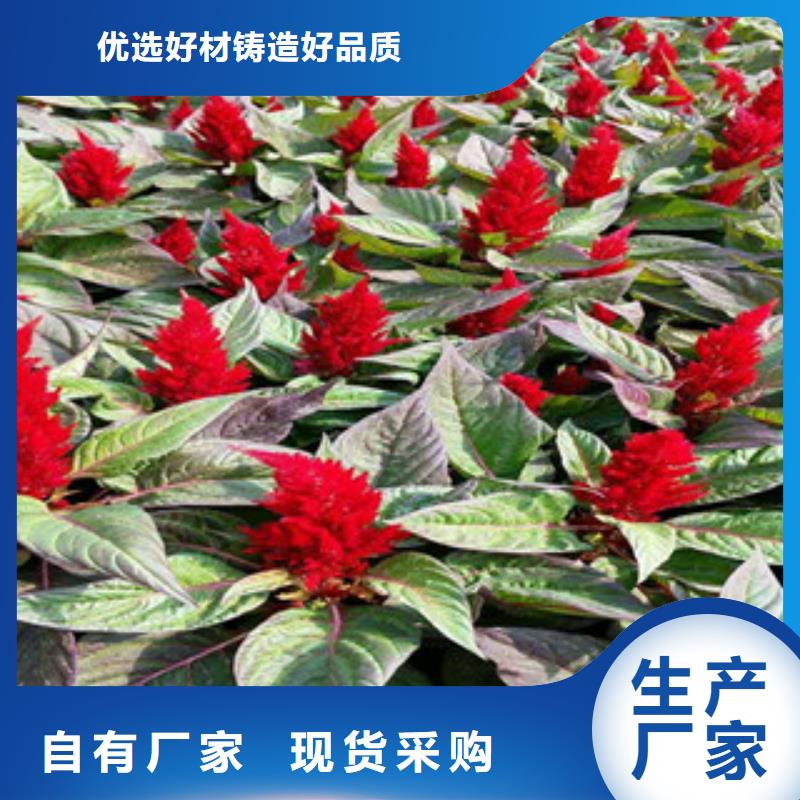 花海景观_鲁冰花/粉黛乱子草质检合格出厂