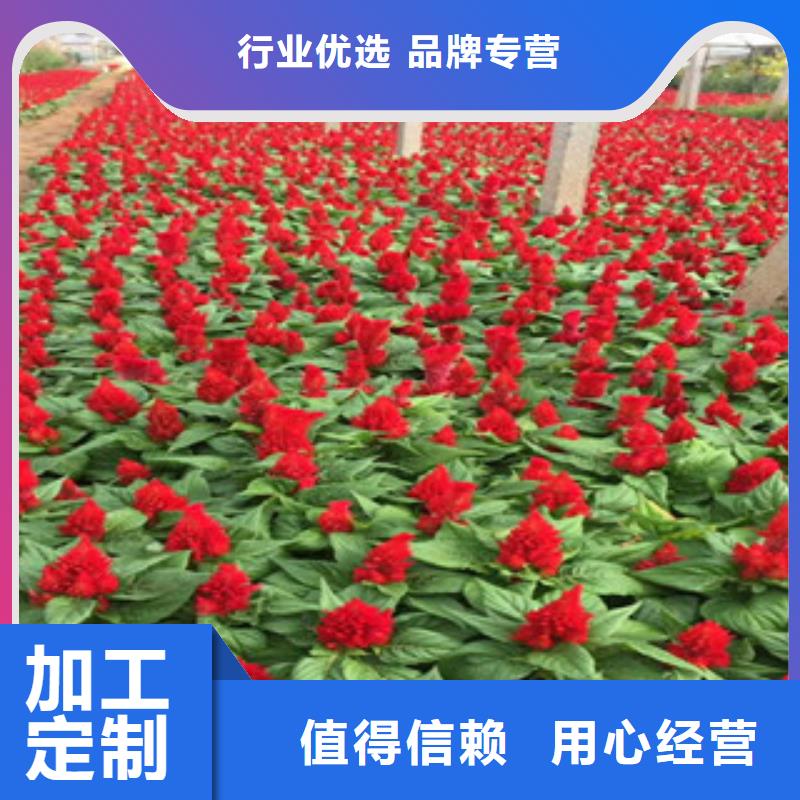 {绿九州}【 花海景观-柳叶马鞭草/薰衣草 免费询价】