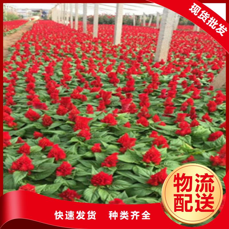 【 花海景观 水生植物/荷花睡莲严格把控每一处细节】{绿九州}
