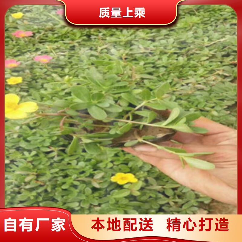 花海景观五一国庆草花批发经验丰富品质可靠