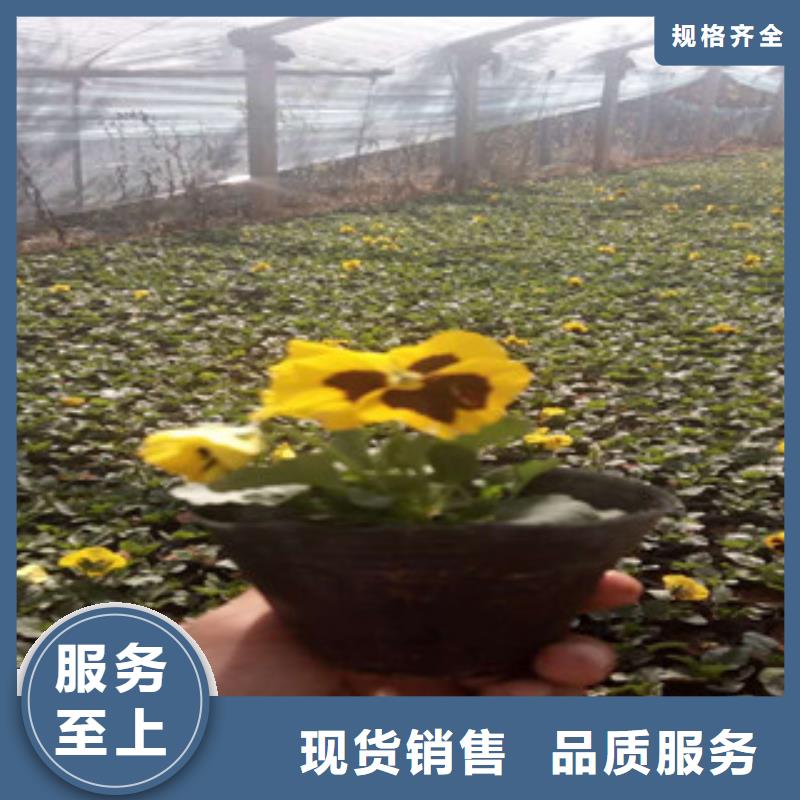 花海景观耐寒耐旱草花基地工期短发货快
