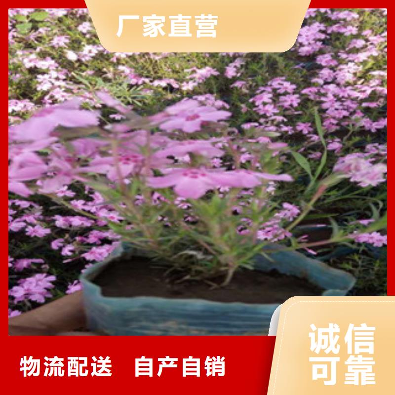 花海景观耐寒耐旱草花基地工期短发货快