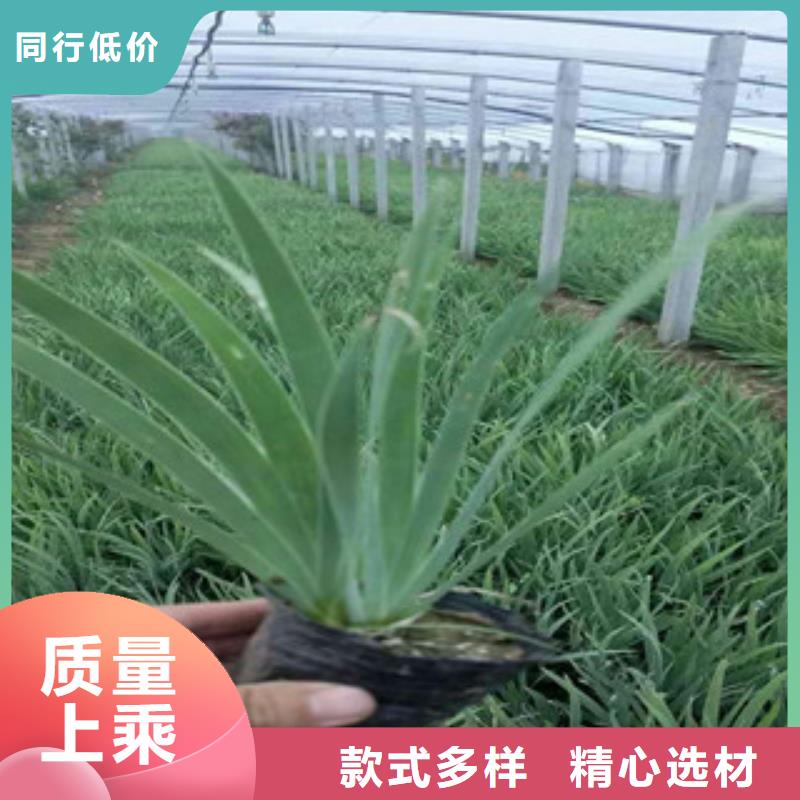 花海景观耐寒耐旱草花基地工期短发货快