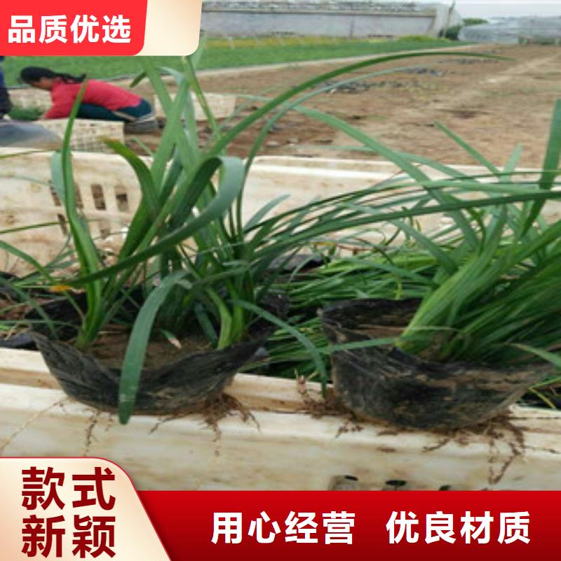 花海景观耐寒耐旱草花基地工期短发货快
