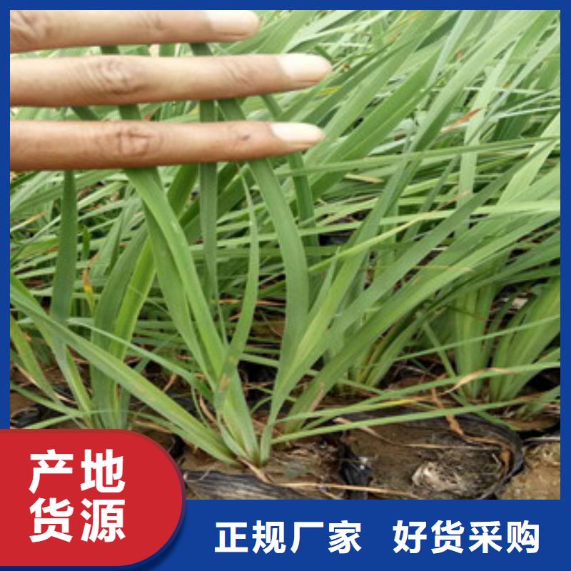 花海景观耐寒耐旱草花基地工期短发货快