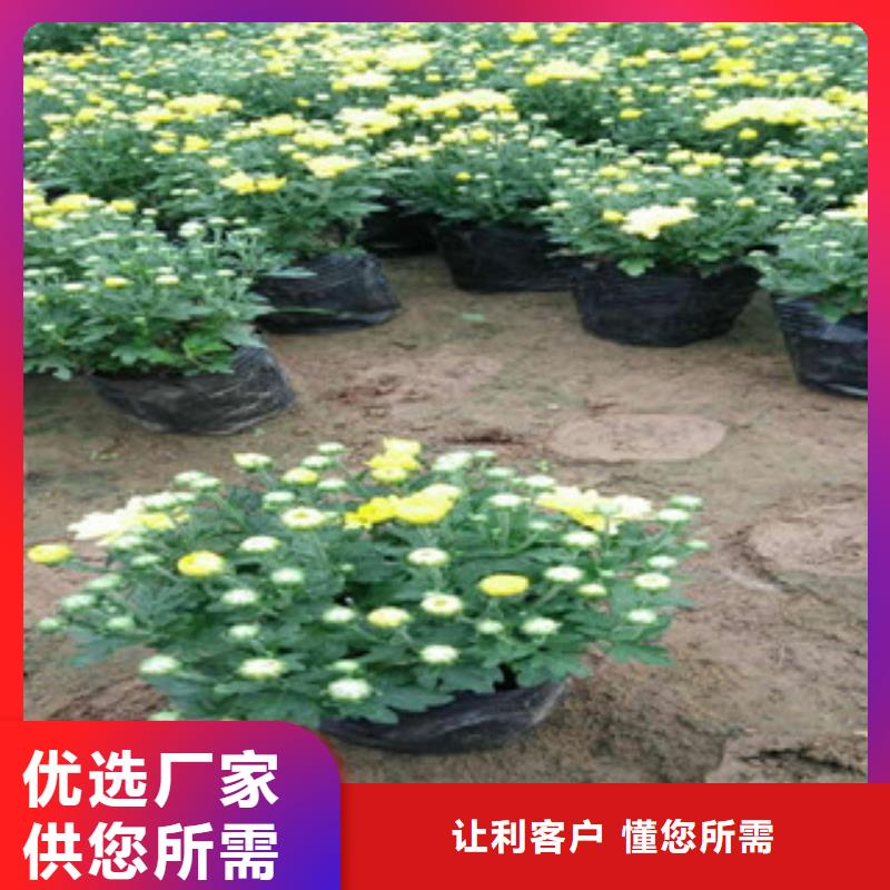 {绿九州}【 花海景观-柳叶马鞭草/薰衣草 免费询价】