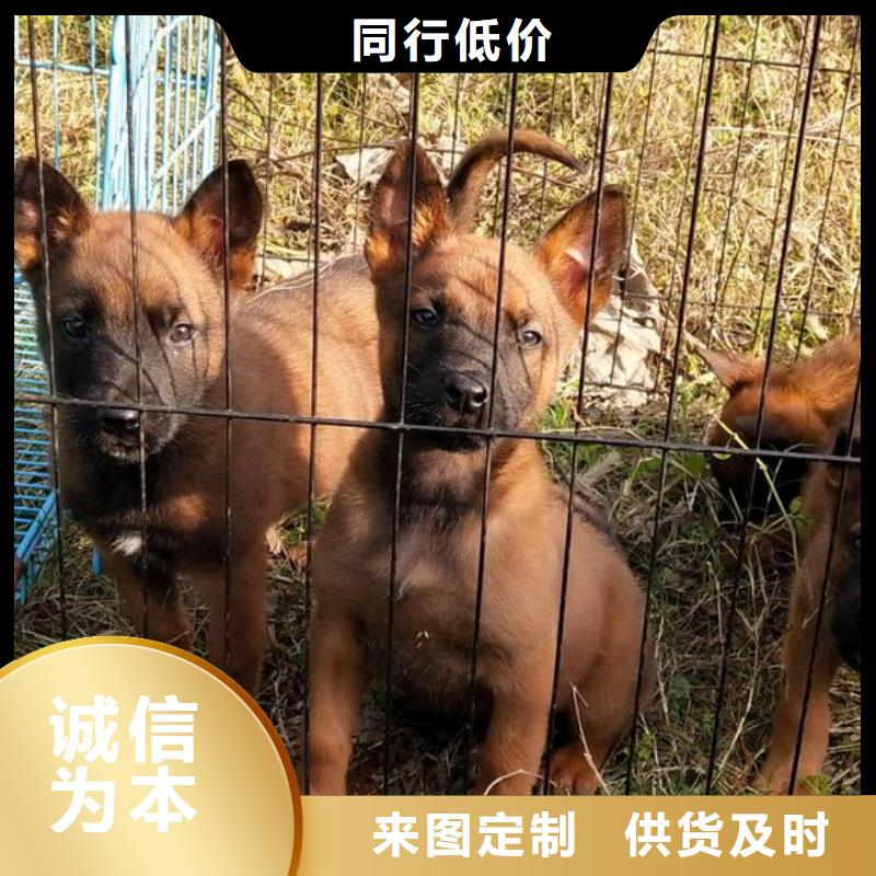{一品}纳雍|赫章|黔西南|六盘水|遵义|贵阳|铜仁|黔东南|安顺【 马犬-德牧犬适用范围广】货源