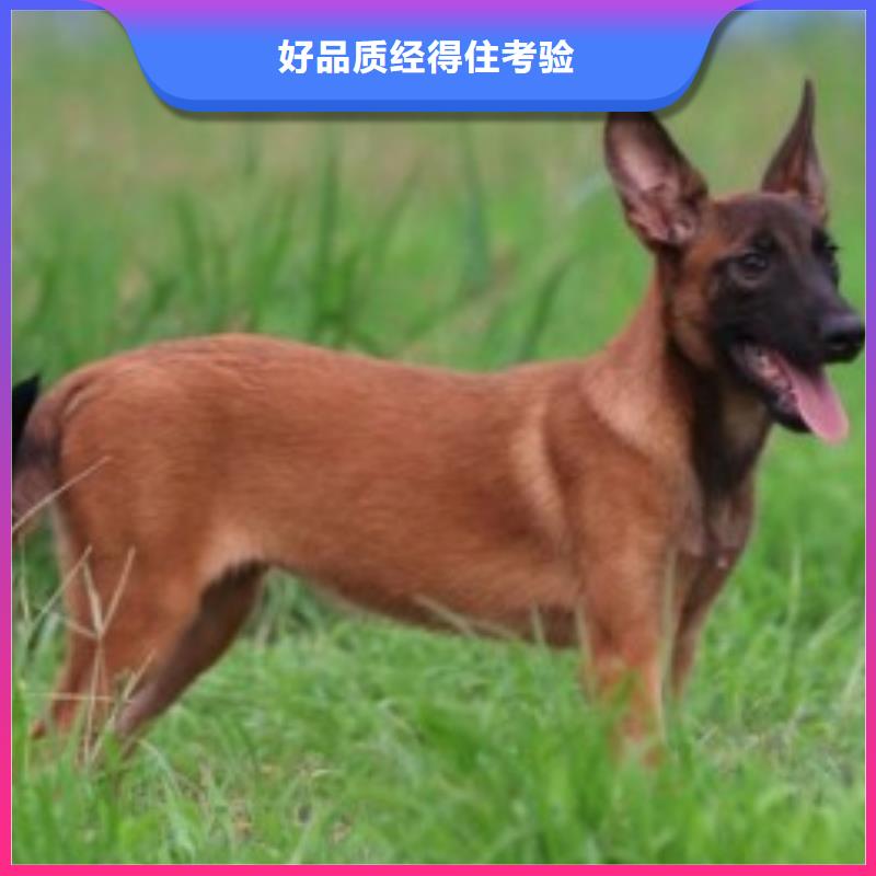 {一品}纳雍|赫章|黔西南|六盘水|遵义|贵阳|铜仁|黔东南|安顺【 马犬-德牧犬适用范围广】货源