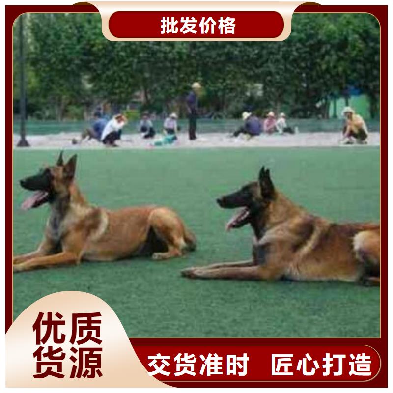 {一品}纳雍|赫章|黔西南|六盘水|遵义|贵阳|铜仁|黔东南|安顺【 马犬-德牧犬适用范围广】货源