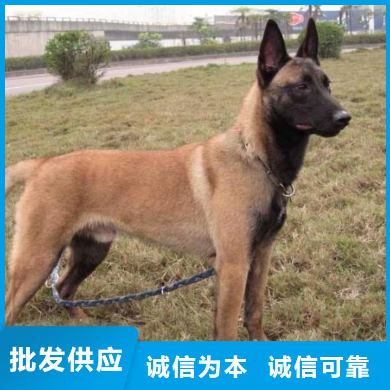 {一品}纳雍|赫章|黔西南|六盘水|遵义|贵阳|铜仁|黔东南|安顺【 马犬-德牧犬适用范围广】货源