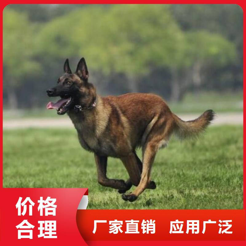 {一品}纳雍|赫章|黔西南|六盘水|遵义|贵阳|铜仁|黔东南|安顺【 马犬-德牧犬适用范围广】货源