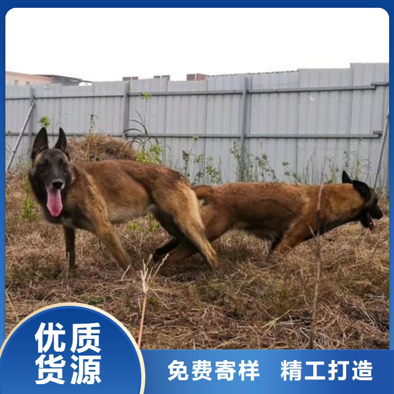 {一品}纳雍|赫章|黔西南|六盘水|遵义|贵阳|铜仁|黔东南|安顺【 马犬-德牧犬适用范围广】货源