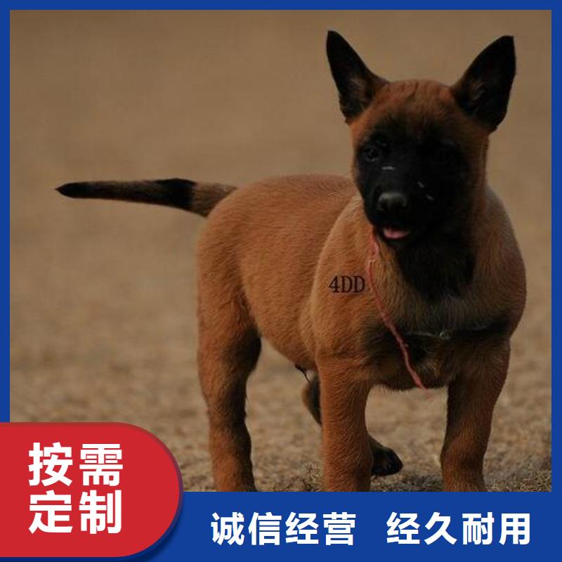 {一品}纳雍|赫章|黔西南|六盘水|遵义|贵阳|铜仁|黔东南|安顺【 马犬-德牧犬适用范围广】货源