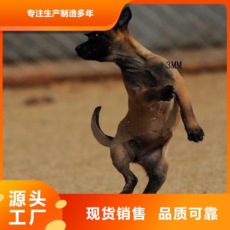 {一品}纳雍|赫章|黔西南|六盘水|遵义|贵阳|铜仁|黔东南|安顺【 马犬-德牧犬适用范围广】货源