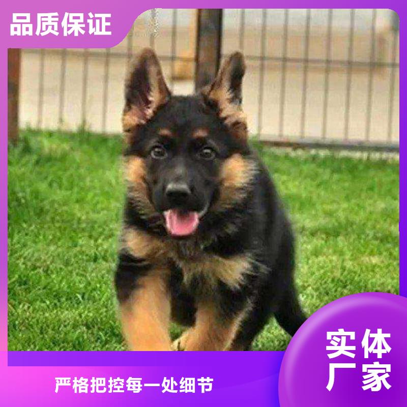 【德国牧羊犬罗威纳犬厂家直销货源充足】