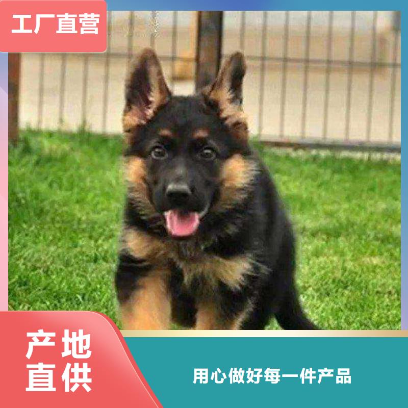 德国牧羊犬高加索犬发货迅速