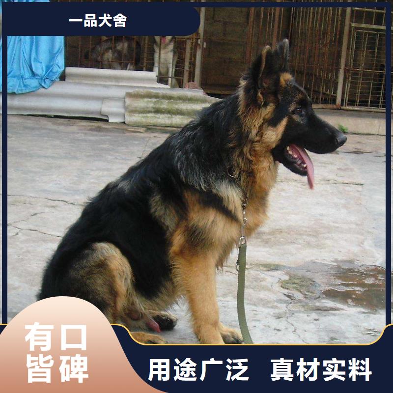 德国牧羊犬高加索犬发货迅速