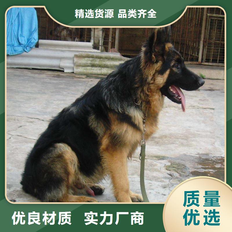 【德国牧羊犬】德牧犬厂家货源稳定-服务区域包括芝罘|莱山|潍坊|聊城|菏泽|枣庄等-产品视频