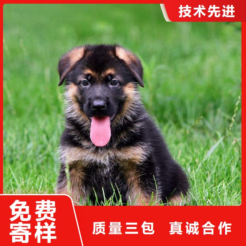 德国牧羊犬,杜高犬一手货源源头厂家