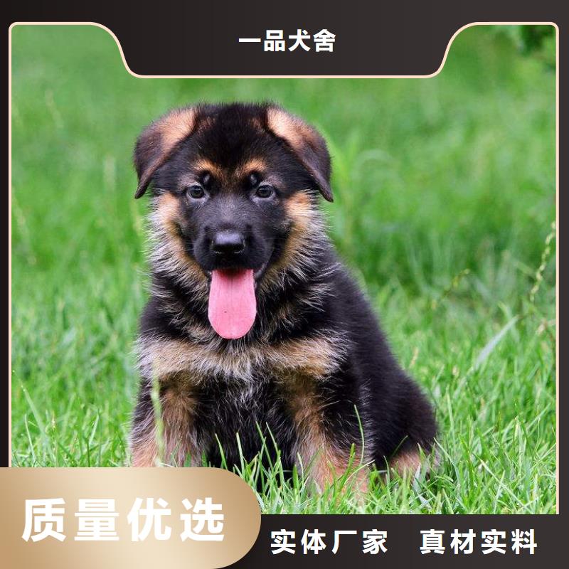 {一品}漳县|岷县|兰州|陇南|嘉峪关|酒泉|平凉【 德国牧羊犬_黑狼低价货源】-快快发广告