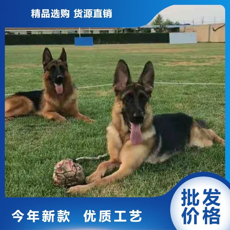 德国牧羊犬卡斯罗犬质量优价格低