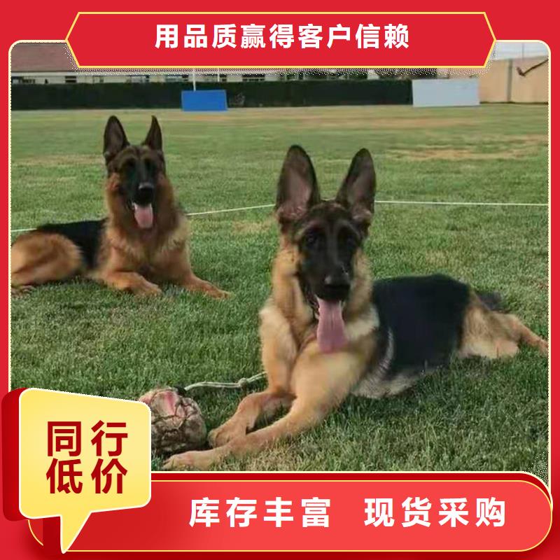 【德国牧羊犬】德牧犬厂家货源稳定-服务区域包括芝罘|莱山|潍坊|聊城|菏泽|枣庄等-产品视频