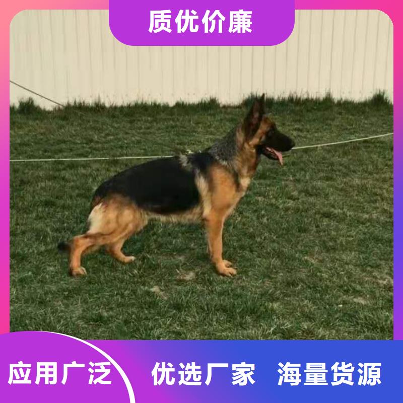 德国牧羊犬黑狼现货