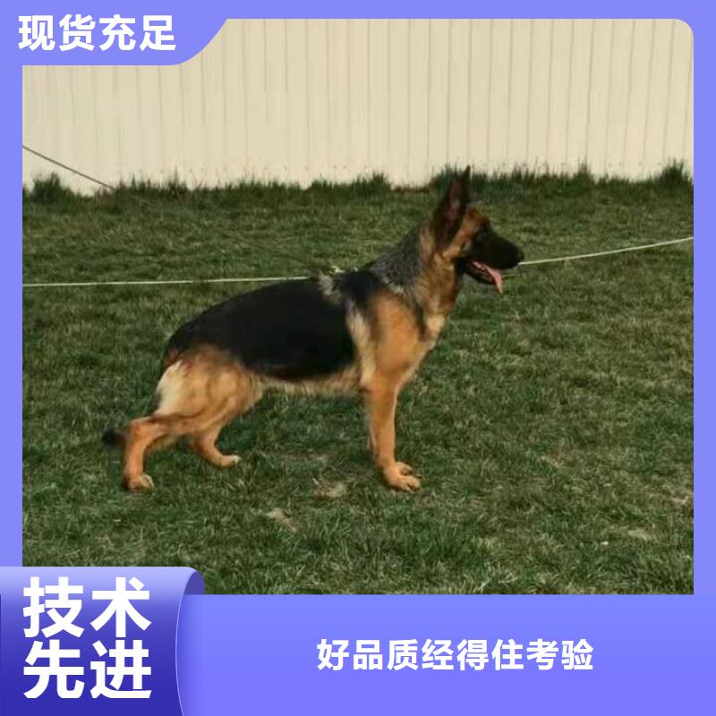【德国牧羊犬】德牧犬厂家货源稳定-服务区域包括芝罘|莱山|潍坊|聊城|菏泽|枣庄等-产品视频