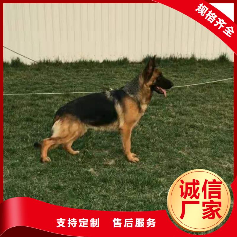 {一品}漳县|岷县|兰州|陇南|嘉峪关|酒泉|平凉【 德国牧羊犬_黑狼低价货源】-快快发广告