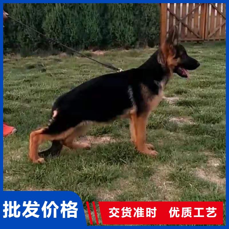 德国牧羊犬卡斯罗犬专注细节使用放心