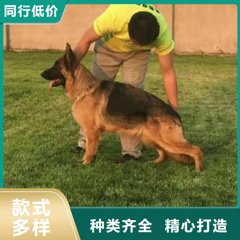 【德国牧羊犬】德牧犬厂家货源稳定-服务区域包括芝罘|莱山|潍坊|聊城|菏泽|枣庄等-产品视频