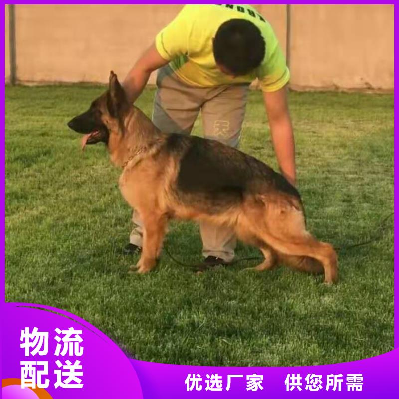 德国牧羊犬,杜高犬一手货源源头厂家