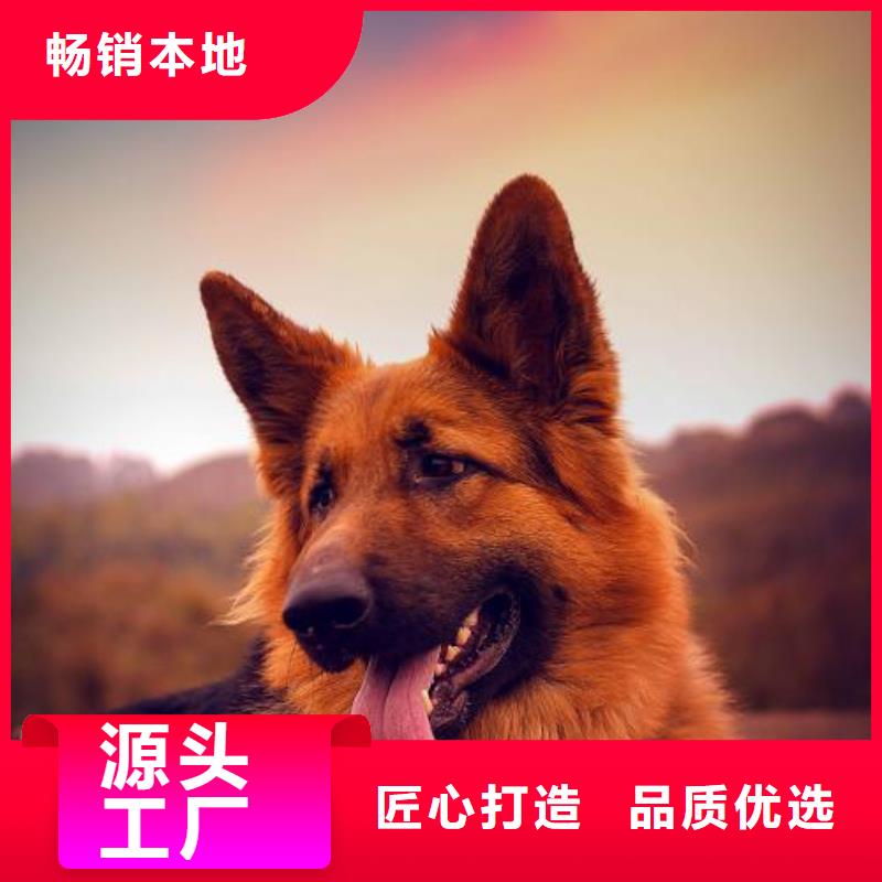 德国牧羊犬高加索犬发货迅速