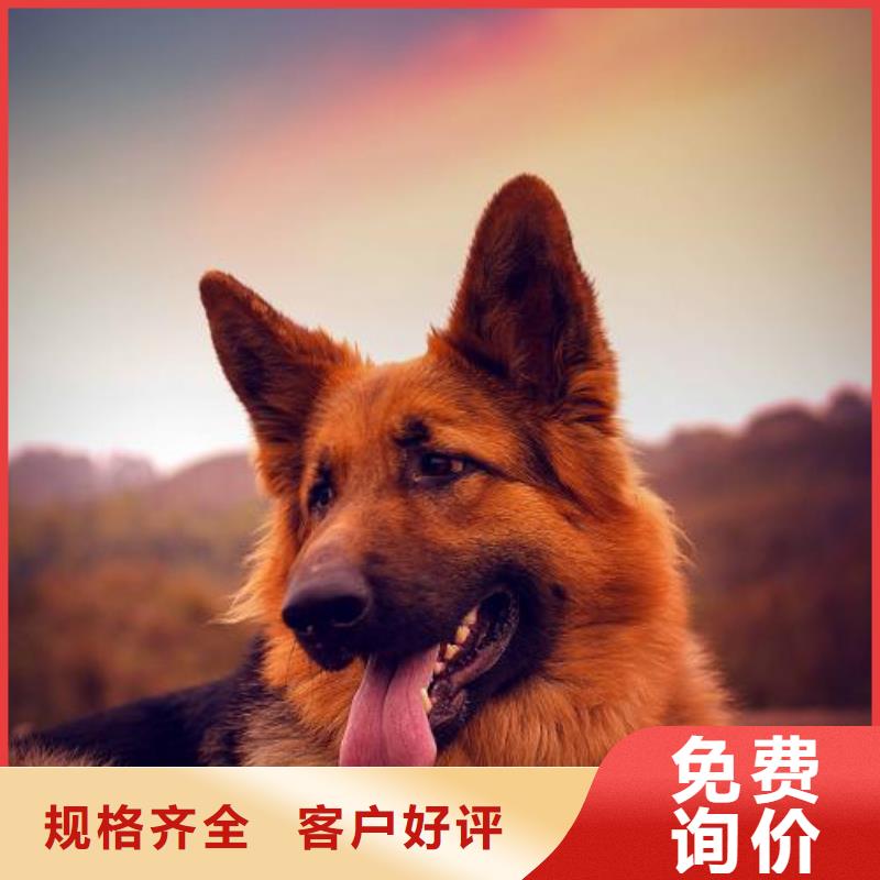 德国牧羊犬黑狼现货