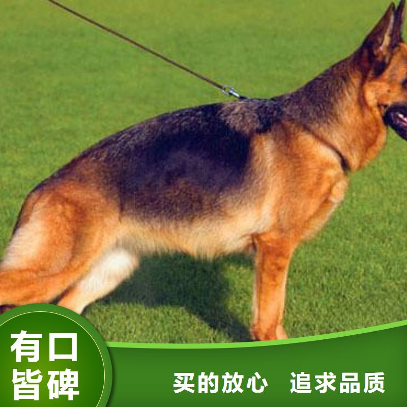 {一品}漳县|岷县|兰州|陇南|嘉峪关|酒泉|平凉【 德国牧羊犬_黑狼低价货源】-快快发广告