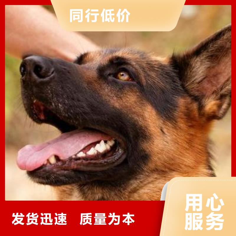 【德国牧羊犬罗威纳犬厂家直销货源充足】