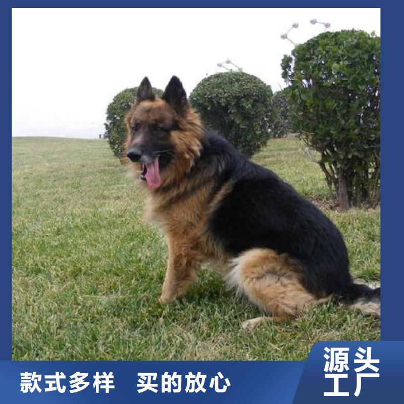 【德国牧羊犬】,卡斯罗犬工艺精细质保长久