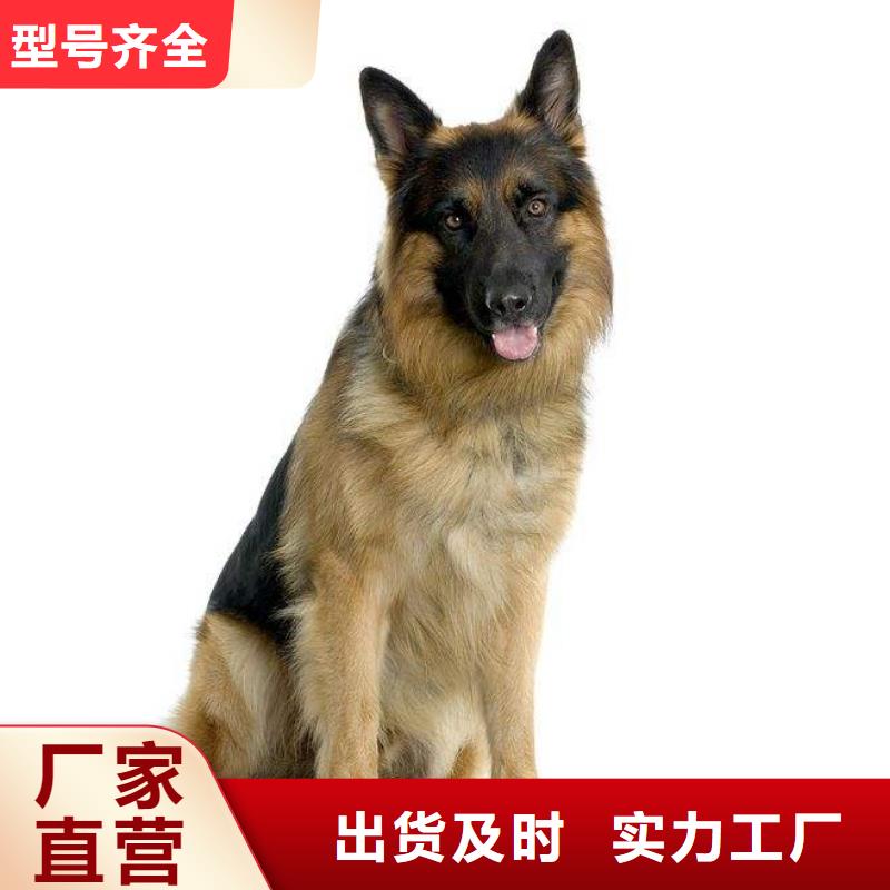 德国牧羊犬黑狼现货