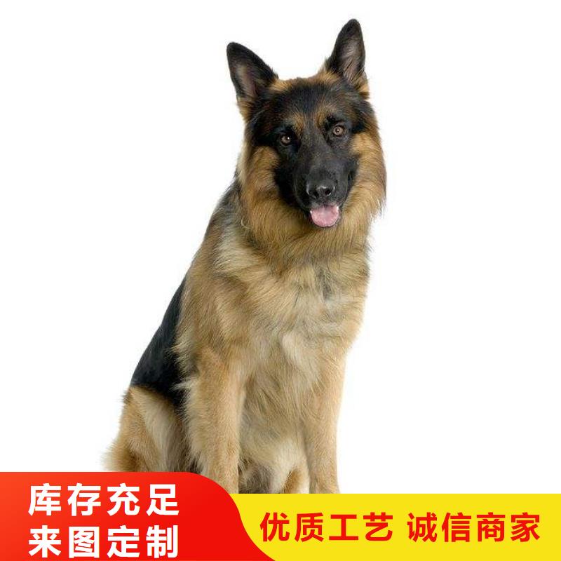 {一品}漳县|岷县|兰州|陇南|嘉峪关|酒泉|平凉【 德国牧羊犬_黑狼低价货源】-快快发广告