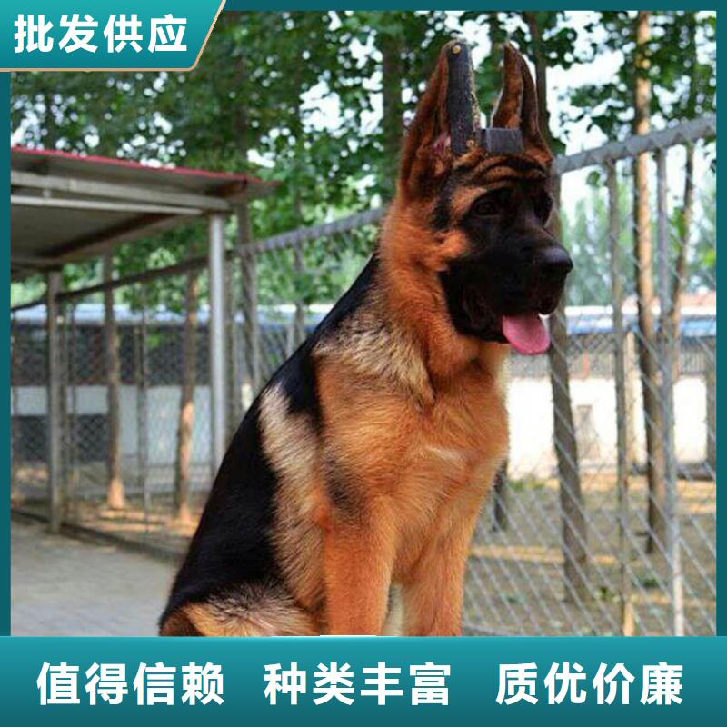 德国牧羊犬,杜高犬一手货源源头厂家