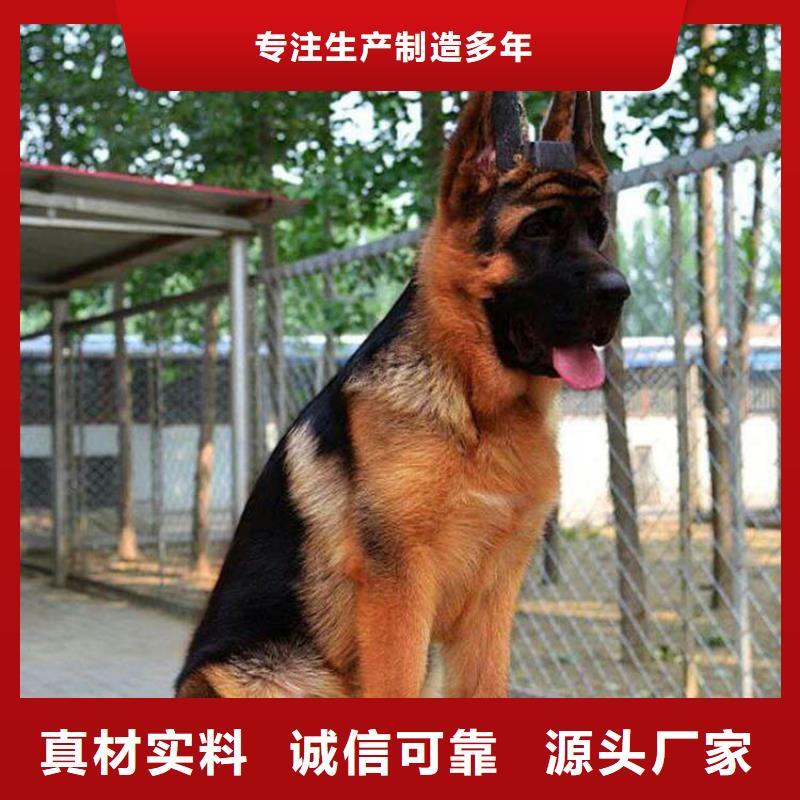 德国牧羊犬卡斯罗犬专注细节使用放心