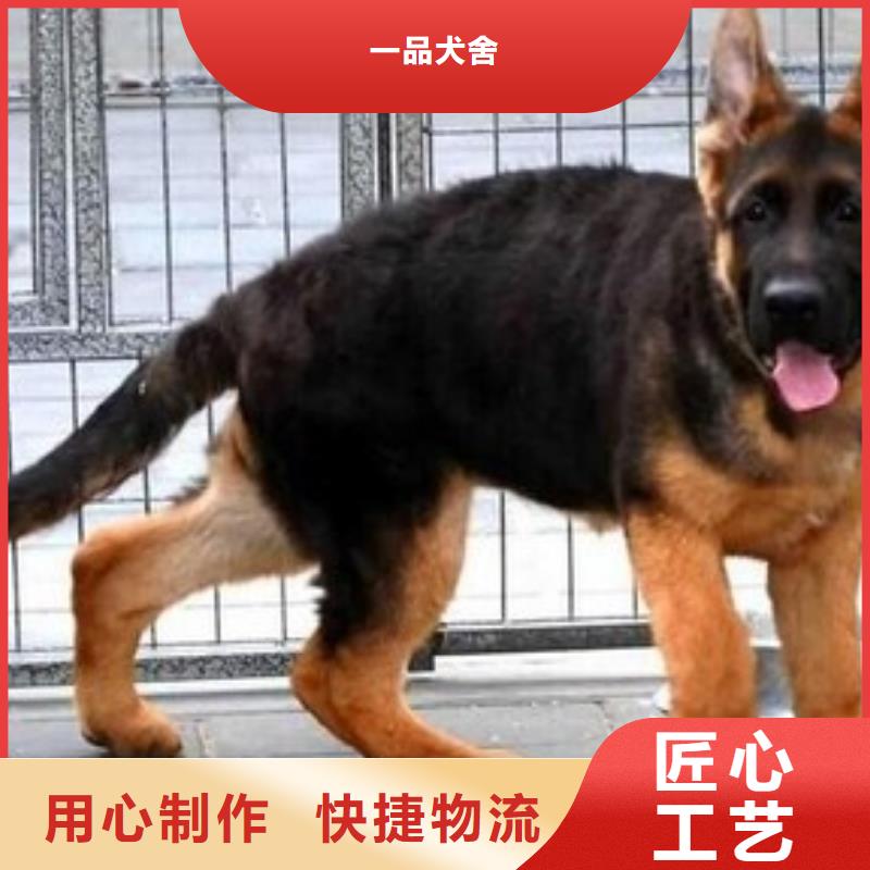 {一品}漳县|岷县|兰州|陇南|嘉峪关|酒泉|平凉【 德国牧羊犬_黑狼低价货源】-快快发广告