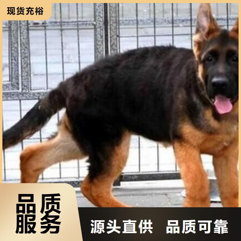 德国牧羊犬高加索犬经验丰富品质可靠