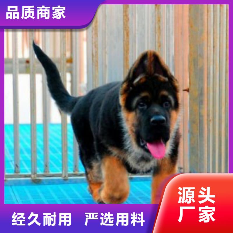 德国牧羊犬卡斯罗犬专注细节使用放心