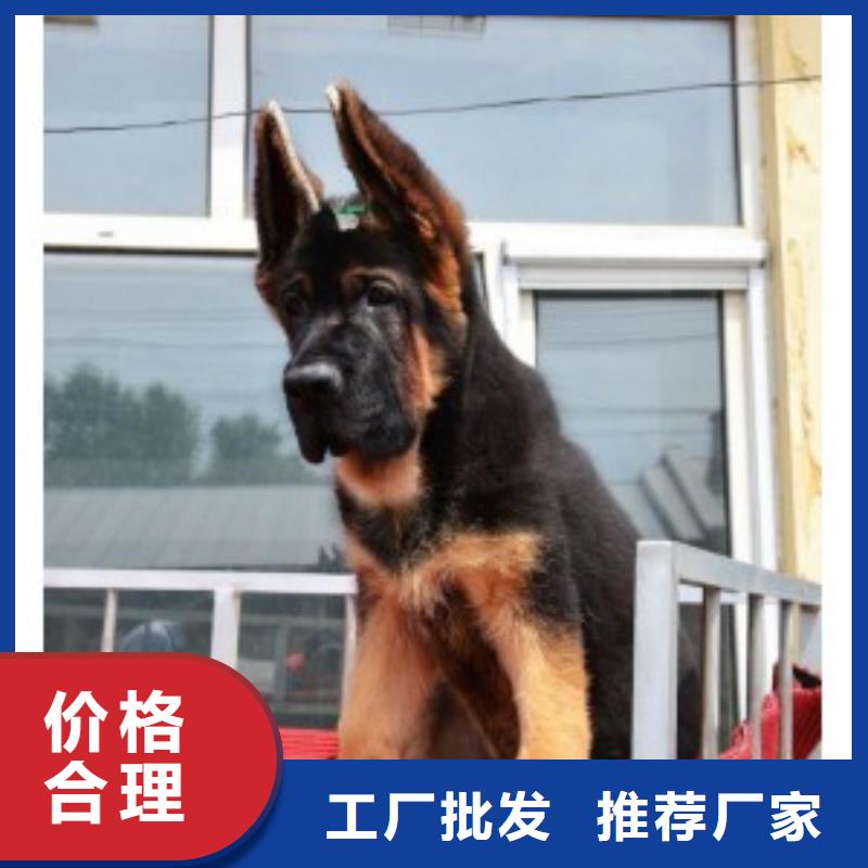 【德国牧羊犬罗威纳犬厂家直销货源充足】