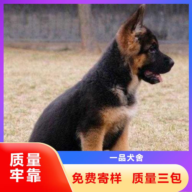 【德国牧羊犬】,卡斯罗犬工艺精细质保长久