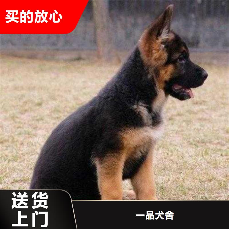 德国牧羊犬杜宾犬厂家直发
