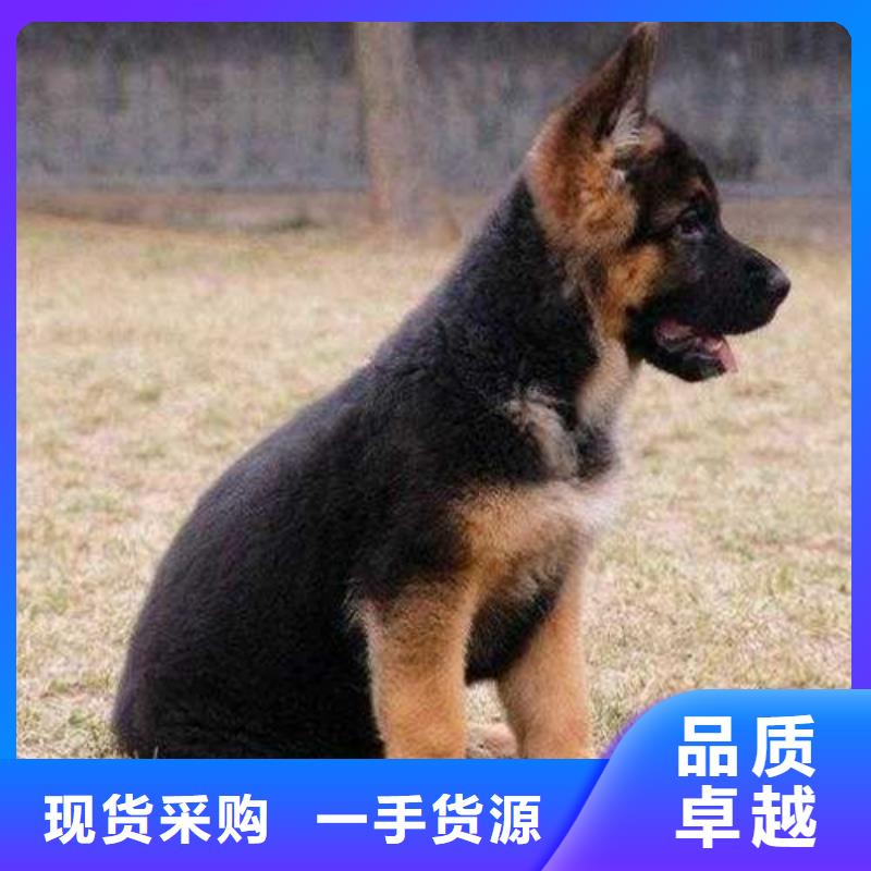 {一品}漳县|岷县|兰州|陇南|嘉峪关|酒泉|平凉【 德国牧羊犬_黑狼低价货源】-快快发广告