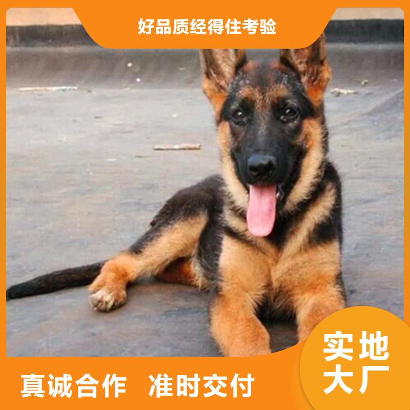 【德国牧羊犬】德牧犬厂家货源稳定-服务区域包括芝罘|莱山|潍坊|聊城|菏泽|枣庄等-产品视频