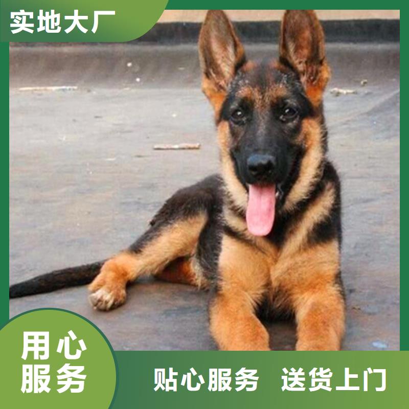 德国牧羊犬拉布拉多犬从源头保证品质